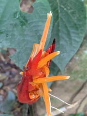 Heliconia densiflora