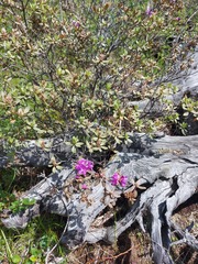 Rhododendron parvifolium