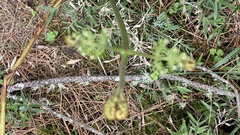 Pteridium aquilinum wightianum