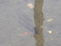 Systomus orphoides