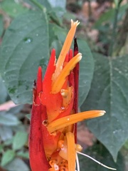 Heliconia densiflora