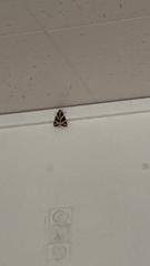 Euplagia quadripunctaria