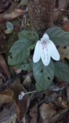 Rhinacanthus
