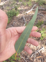 Eucalyptus wandoo