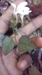 Rhinacanthus