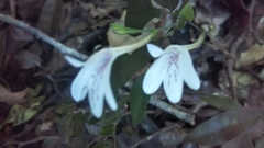 Rhinacanthus