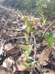 Pterostylis vittata