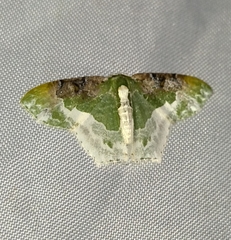Eucyclodes semialba