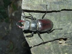 Lucanus cervus cervus