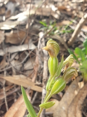 Pterostylis vittata