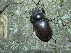 Lucanus cervus cervus