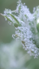 Paraperonospora leptosperma