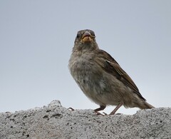 Passer domesticus