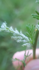 Paraperonospora leptosperma