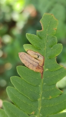 Phytoliriomyza hilarella