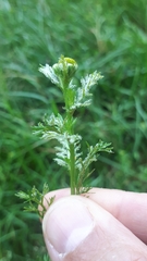 Paraperonospora leptosperma