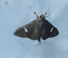 Nosophora