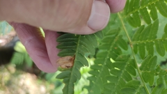 Phytoliriomyza hilarella