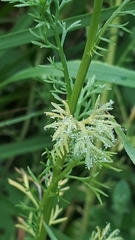 Paraperonospora leptosperma