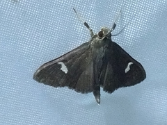 Nosophora