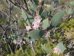 Hakea neurophylla