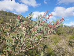Hakea neurophylla