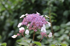 Hydrangea strigosa