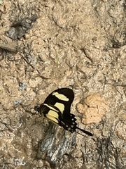 Heraclides torquatus