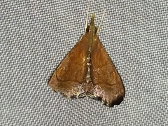 Hemiscopis sanguinea