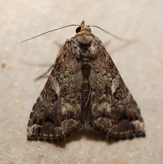 Pseudogyrtona fulvana