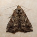 Pseudogyrtona fulvana - Photo (c) Larney Grenfell,  זכויות יוצרים חלקיות (CC BY-NC), הועלה על ידי Larney Grenfell
