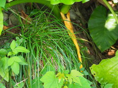 Liriope graminifolia