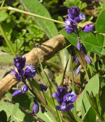 Polygala alpestris