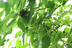 Tetracentron sinense