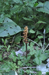 Orobanche flava