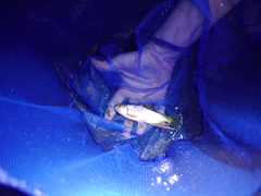 Opsariichthys evolans