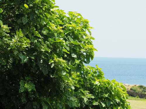 Premna serratifolia iNat (3)