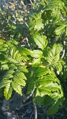 Melianthus major