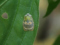 Cnesteboda celligera