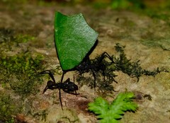 Acromyrmex volcanus