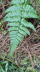 Dryopteris fructuosa