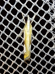 Catoptria pinella