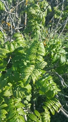 Melianthus major