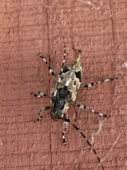 Graphisurus triangulifer