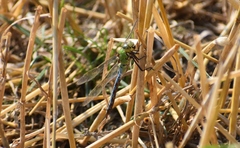 Anax imperator