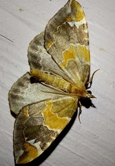 Eulithis pyropata