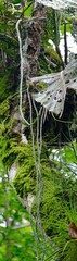 Weberocereus trichophorus