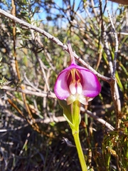 Disperis capensis