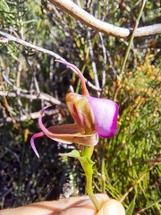 Disperis capensis