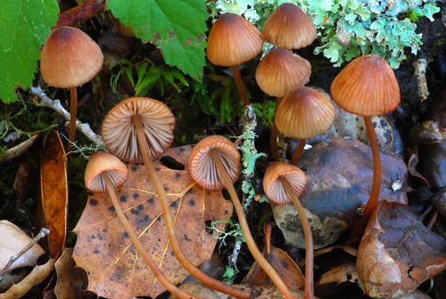 Representative image of Mycena